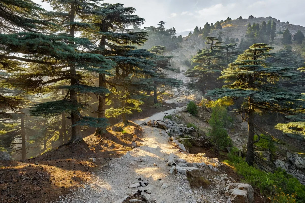 Cèdres de l'Atlas sur le versant nord du Mont Ventoux, sentier de randonnée